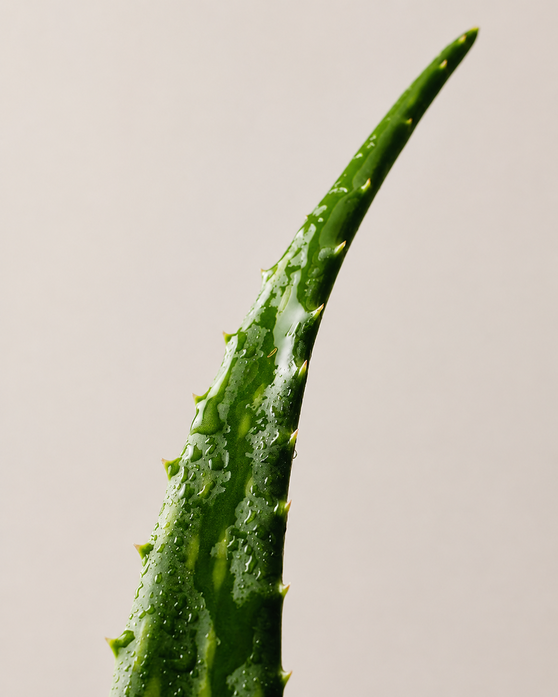 Aloevera_ _skin_soother