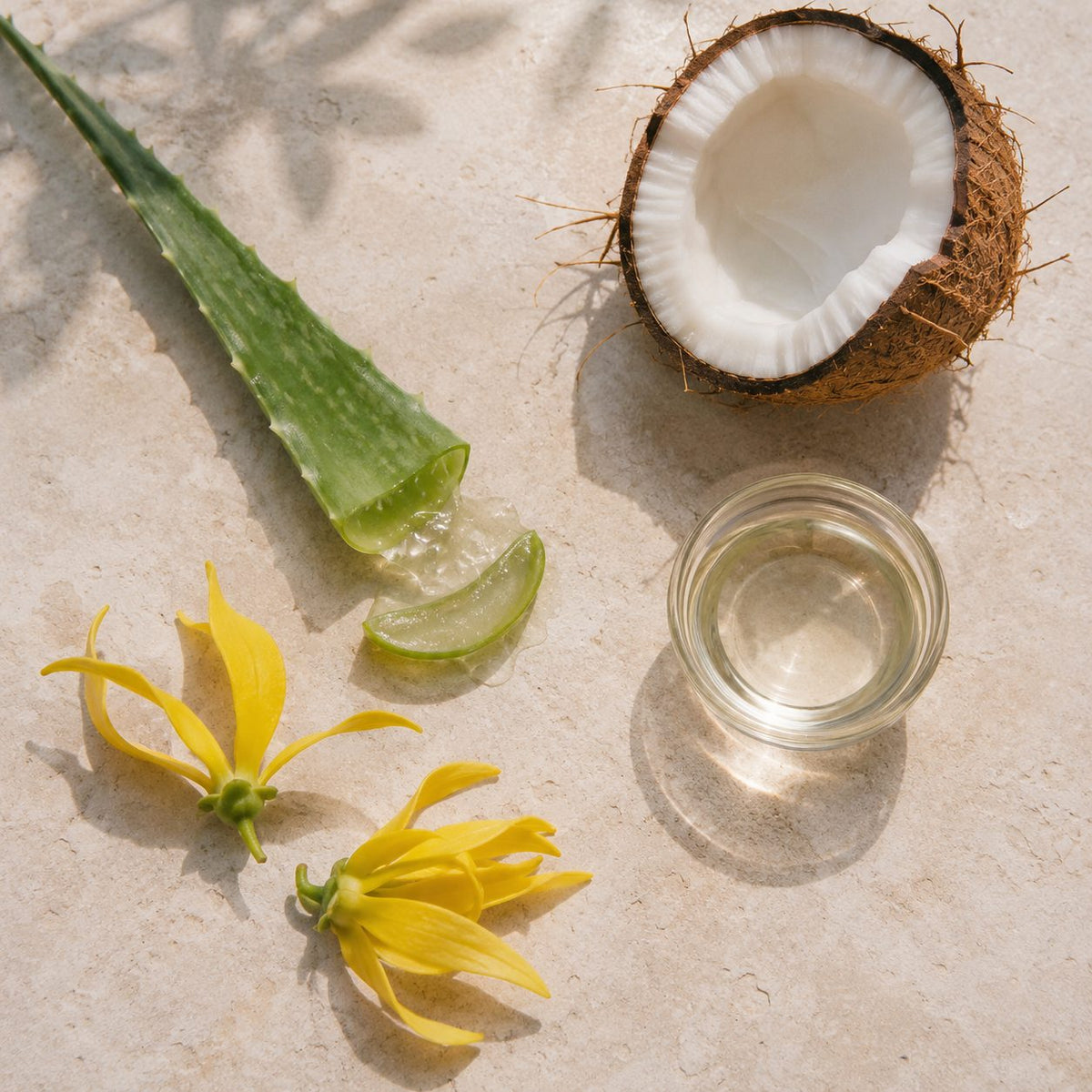 Aloe Coconut Cream